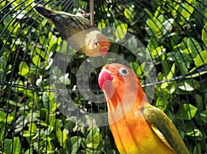 Couple Lovebirds, Opaline Euwing With Opaline Parblue Euwing photo