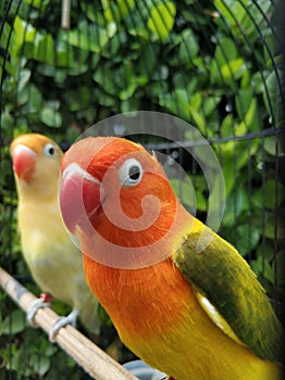 Couple Lovebirds, Opaline Euwing With Opaline Parblue Euwing photo