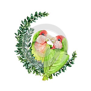 Lovebird couple parrots on a buxus wreath watercolor illustration. Exotic tropical birds symbol of true love image. Small green pa