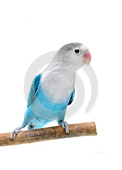 Lovebird isolated on white Agapornis fischeri