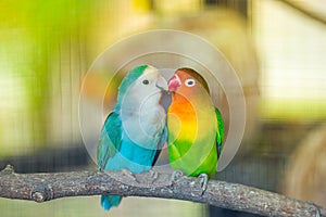 Lovebird Kiss