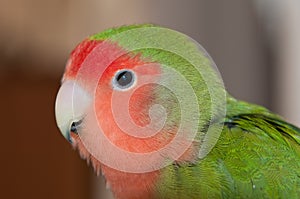 A lovebird looking into the lens