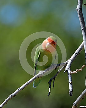 Lovebird looking quizzical at the camera