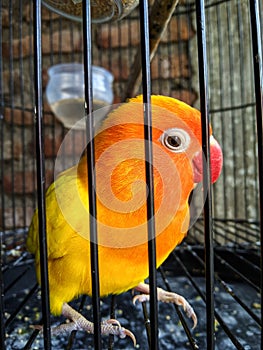 A lovebird, lutino type, black eyes with red beak and middle orange and yellow feathers in an iron cage
