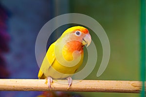 lovebird parrot. bird is inseparable. large, colorful, beautiful parrots.