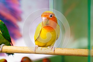 lovebird parrot. bird is inseparable. large, colorful, beautiful parrots.