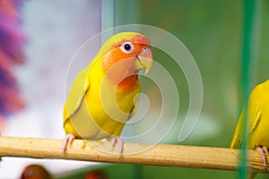 lovebird parrot. bird is inseparable. large, colorful, beautiful parrots.