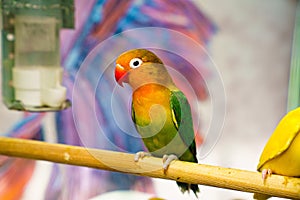 lovebird parrot. bird is inseparable. large, colorful, beautiful parrots. photo