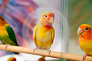 lovebird parrot. birds are inseparables. large, colorful, beautiful parrots.