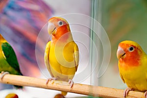 lovebird parrot. birds are inseparables. large, colorful, beautiful parrots.