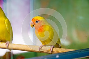 lovebird parrot. birds are inseparables. large, colorful, beautiful parrots.