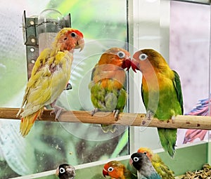 lovebird parrot. large, colorful, beautiful parrots.