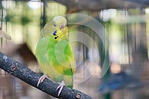 Lovebird parrots sitting together on a tree branch