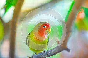 Lovebird parrots sitting on a tree branch