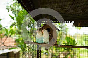 Lovebird parrots together in a cage