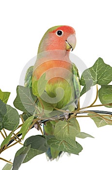 Lovebird perching on leaf