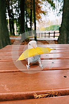 Lovebird picking up a fallen lea photo