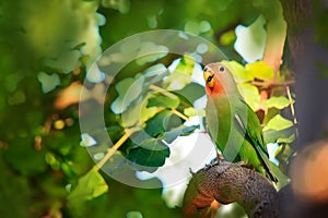 Lovebird in Tree With Copy Space