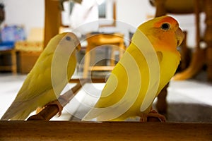 lovebird yellow