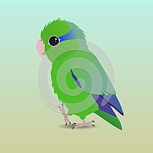 Cute green pacific parrotlet
