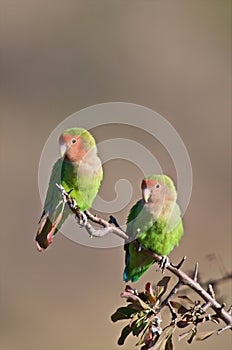 Lovebirds photo