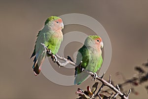 Pájaros del amor 
