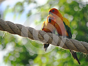 Lovebirds photo