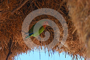 Lovebirds Agapornis roseicollis