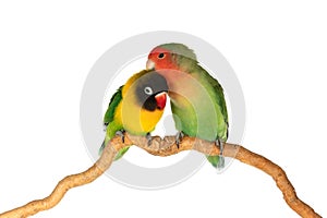 Lovebirds on a branch