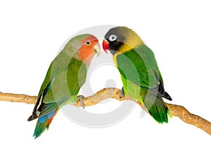 Lovebirds on a branch