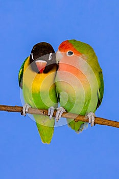 Lovebirds on a branch