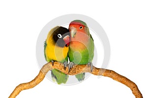 Lovebirds on a branch photo