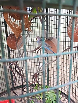 Lovebirds in a cage  with  small  mud cages