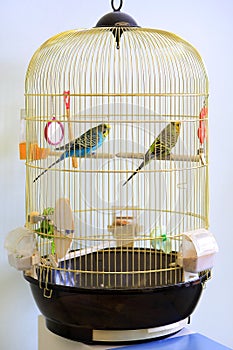 Lovebirds in cage.