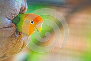 Lovebirds in coconut nest