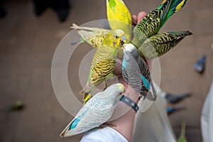 Lovebirds fight for food on male hand