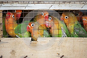 Lovebirds at a local bird market ready for shipment