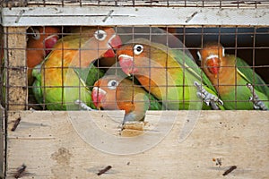 Lovebirds at a local bird market ready for shipment to pet store