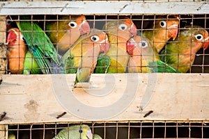 Lovebirds local bird market ready for shipment to pet stores
