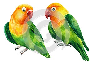 lovebirds parrots on isolated white background, animal watercolor painting