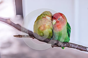 Lovebirds perched on a branch
