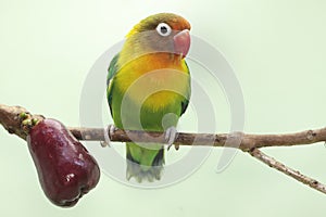 A lovebirds perched on a branch of a pink Malay apple tree.