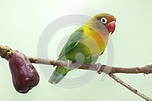 A lovebirds perched on a branch of a pink Malay apple tree. .