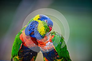 Lovebirds Rainbow lorikeet, Trichoglossus moluccanus