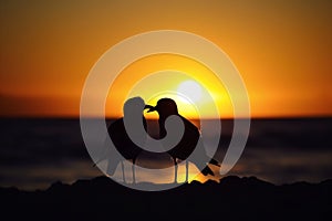 lovebirds silhouetted against a sunset on the horizon