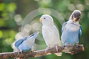 Lovebirds standing on the tree in garden on blurred bokeh background