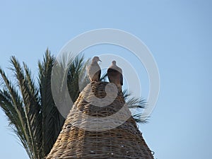 Lovebirds on sunshade