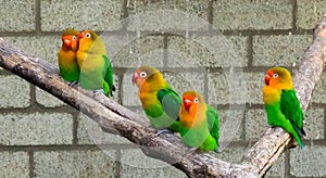 Lovebirds together on a branch with one close couple, tropical and colorful small parrots from africa