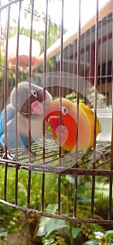 Lovebirds are always together even though they are different colors