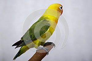 lovebirds are very beautiful. on man\'s finger